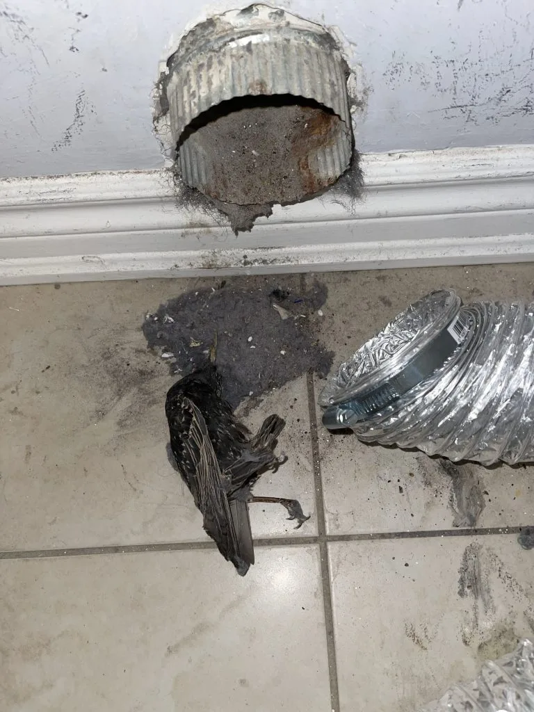 Corroded dryer vent exhaust cap with years of trapped debris